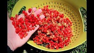 All About Growing Currants: Harvest & Growing Tips