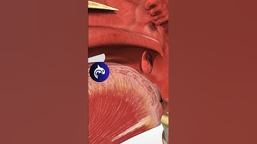 See what Strep Throat looks like in 3D 🦠