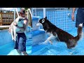 Huskies Get their BIG POOL Back!