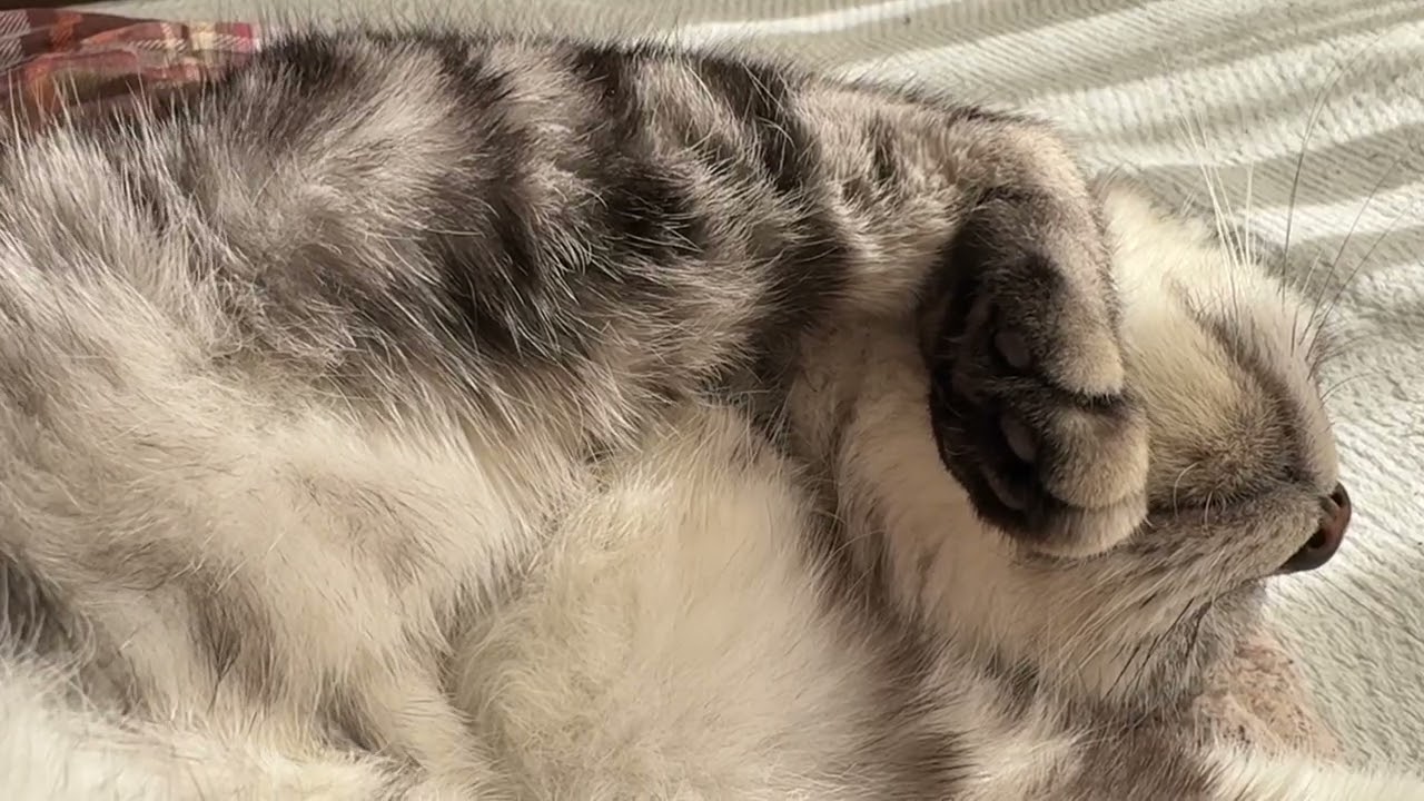 【耐久動画】モフモフなお腹と喉を見せながらゴロゴロ言っている猫さん