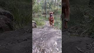 Loki my Ridgeback effortlessly launches up rocks with a big smile #ridgeback #australia #dog