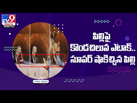 Viral : పిల్లిపై కొండచిలువ ఎటాక్‌.. సూపర్‌ షాకిచ్చిన పిల్లి @TV9 Telugu Digital