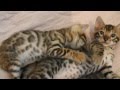 бенгальские котята, 1 месяц