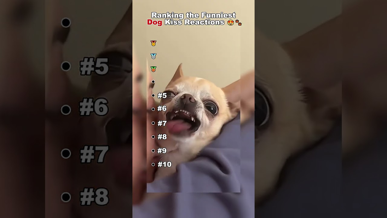 Ranking the Funniest Dog Kiss Reactions 😍🐾_dog _cute _funny _shorts 