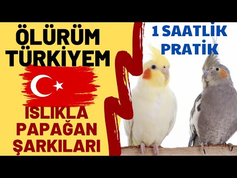 ISLIKLA ÖLÜRÜM TÜRKİYEM 1 SAAT - ISLIKLA PAPAĞAN ŞARKILARI - TÜRKİYEM SULTAN PAPAĞANI