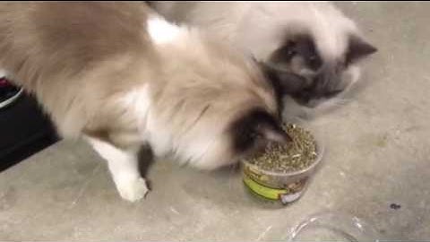 Catnip Tub from Yeowww! and Ragdoll Cats React - Floppycats