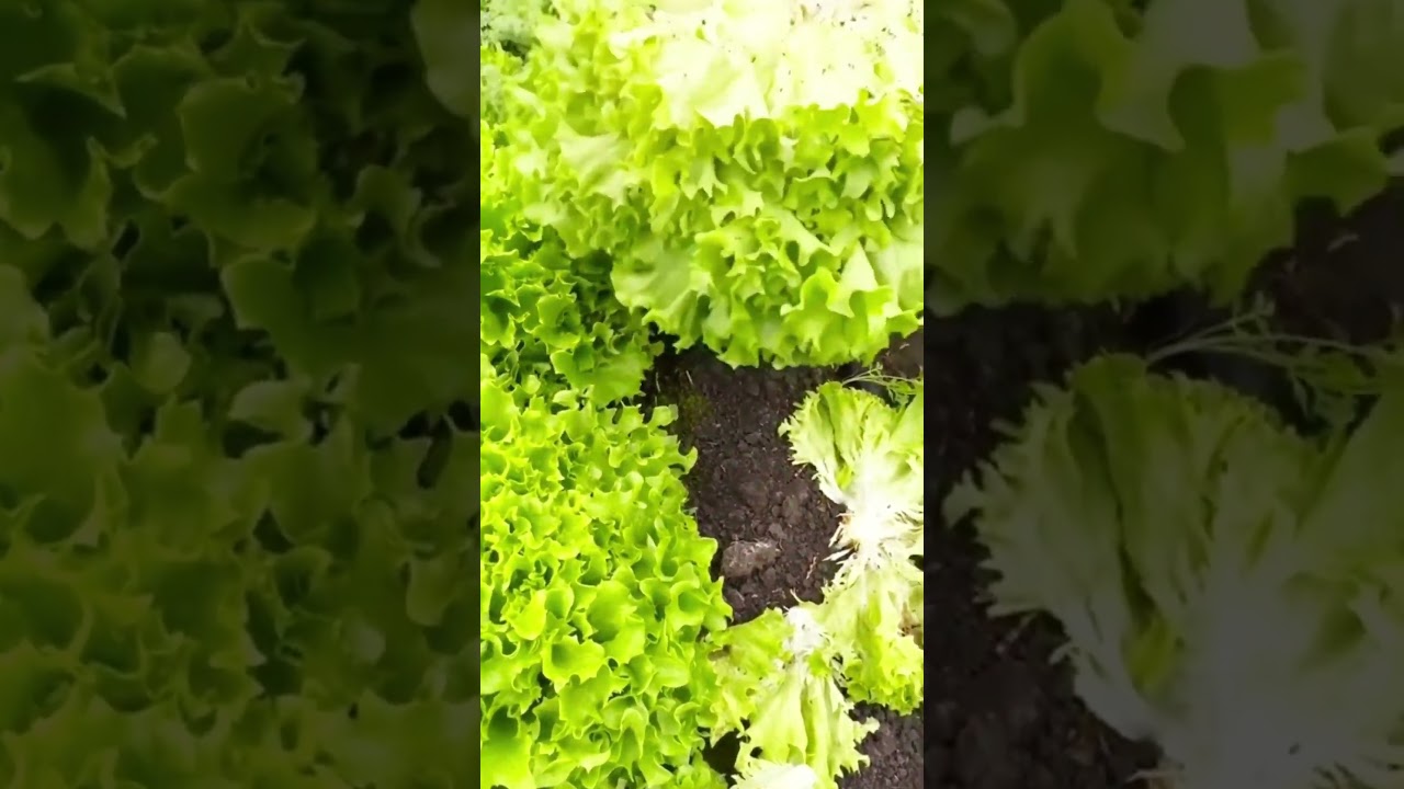 Very satisfying lettuce harvesting techniques and results 