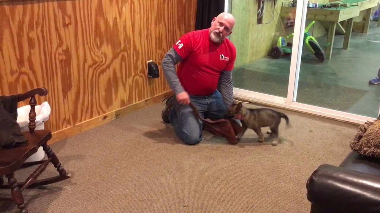 video phone beyonce mp3 Sable German Shepherd Puppy 