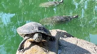 Golden Gate Park 🐢🦆🦝🌲🌳🌸🌊🌅 Tuesday, May 7, 2024