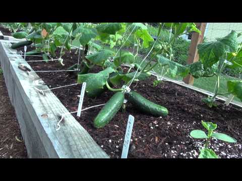 Cucumbers ~ Early Harvesting!