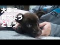【生き残った子犬が家族になった日。】@taipi 【切り抜き】
