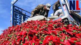 How Tons of Hottest Pepper are Harvested by Modern Machine - Amazing Red Pepper Powder Processing