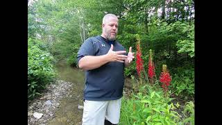 On The Ground With Eric Comley, Garrard County 4-H Agent And Cardinal Flower Lobelia Cardinalis