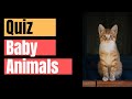 Quiz #1: Quiz on Baby Animals