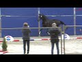 Lorenzi le formidable x sir donnerhall i x carry gold nrps aangewezen hengst dressuur 2023