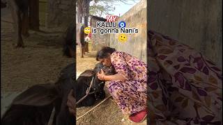 kallu 🧿🙄 #desilifestyle #minivlog #roameramit #misshoshiyarvlogs #sahuorijnal