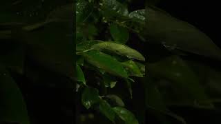 強めの雨の音と葉っぱの滴