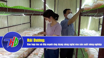 Các hợp tác xã đẩy mạnh ứng dụng công nghệ cao trong sản xuất nông nghiệp | Truyền hình Hải Dương