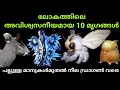 അവിശ്വസനീയമായ 10 മൃഗങ്ങൾ|world&#39;s 10 amazing animals| SVS ennum eppozhum evideyum