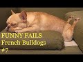 French Bulldogs Funny Moments & Fails #7 Compilation Французский бульдог приколы