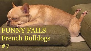 French Bulldogs Funny Moments & Fails #7 Compilation Французский бульдог приколы French Bulldogs Funny Moments & Fails #7 Compilation Французский бульдог приколы