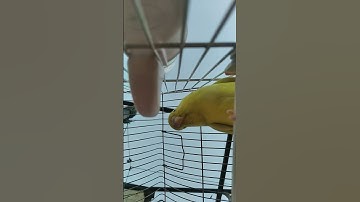طائر البادجي 🦜 وتسميعه القرآن الكريم 🌹💛