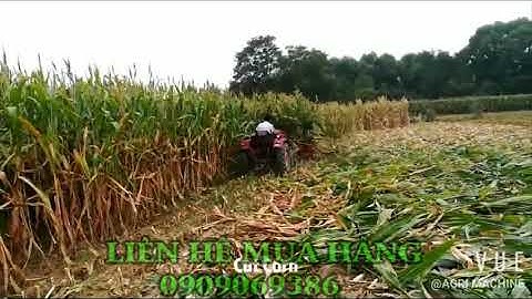 Máy thu hoạch cây ngô ( bắp) , thu hoạch cây cỏ voi, thu hoạch cây vừng