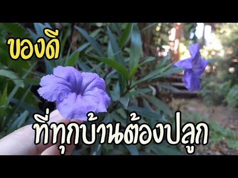 ต้องหามาปลูกด่วน ต้นดอกฟ้าประทานพร เป็นสมุนไพรแก้โรคไต