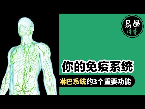 第25集：淋巴系统