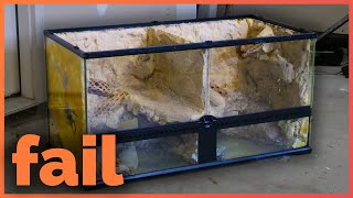 Revealing My Failed Bioactive Leopard Gecko Vivarium Build