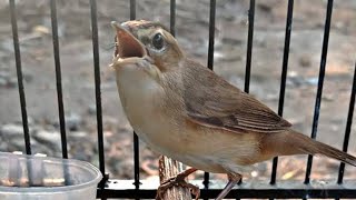 KICAU BURUNG KERAK BASI GACOR SEPERTI DI SAWAH