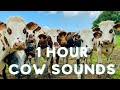 Cow Sounds 1 Hour Real Cow Mooing Noise Compilation Cow Sounds 1 Hour Real Cow Mooing Noise Compilation