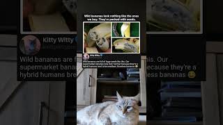 Wild Bananas Are Packed With Seeds