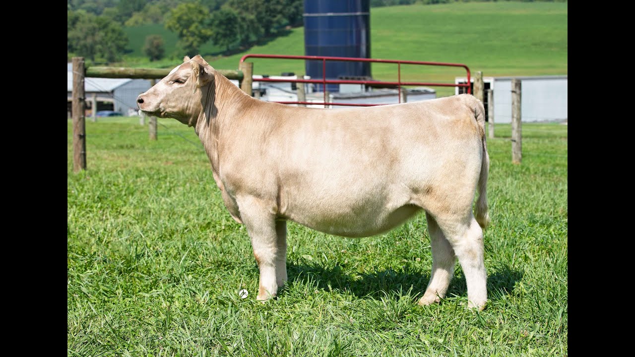 Lot 8 KL Lemmon Cattle Co. YouTube