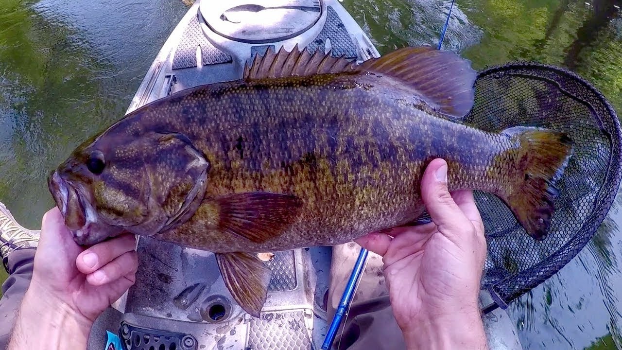Kayak Fishing Big Smallmouth On A Small River