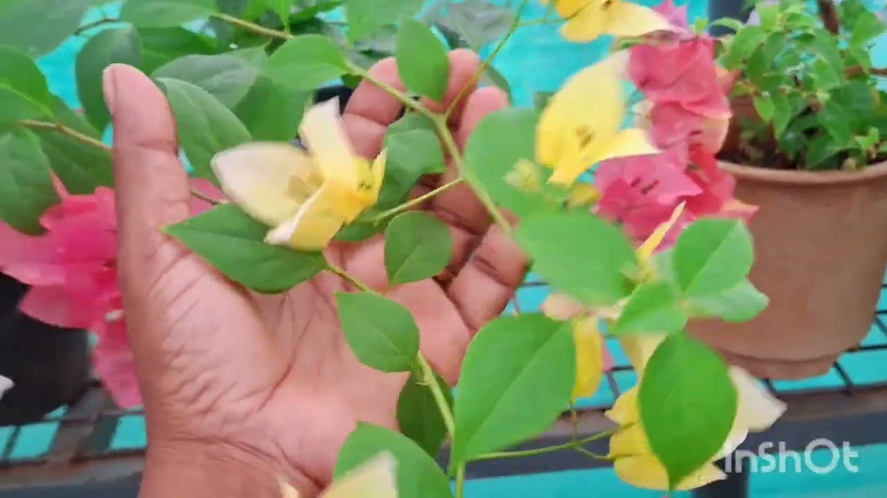 അല്പം  മാന്യമായി പെരുമാറാം അല്ലെ # 9656868918# plants# garden