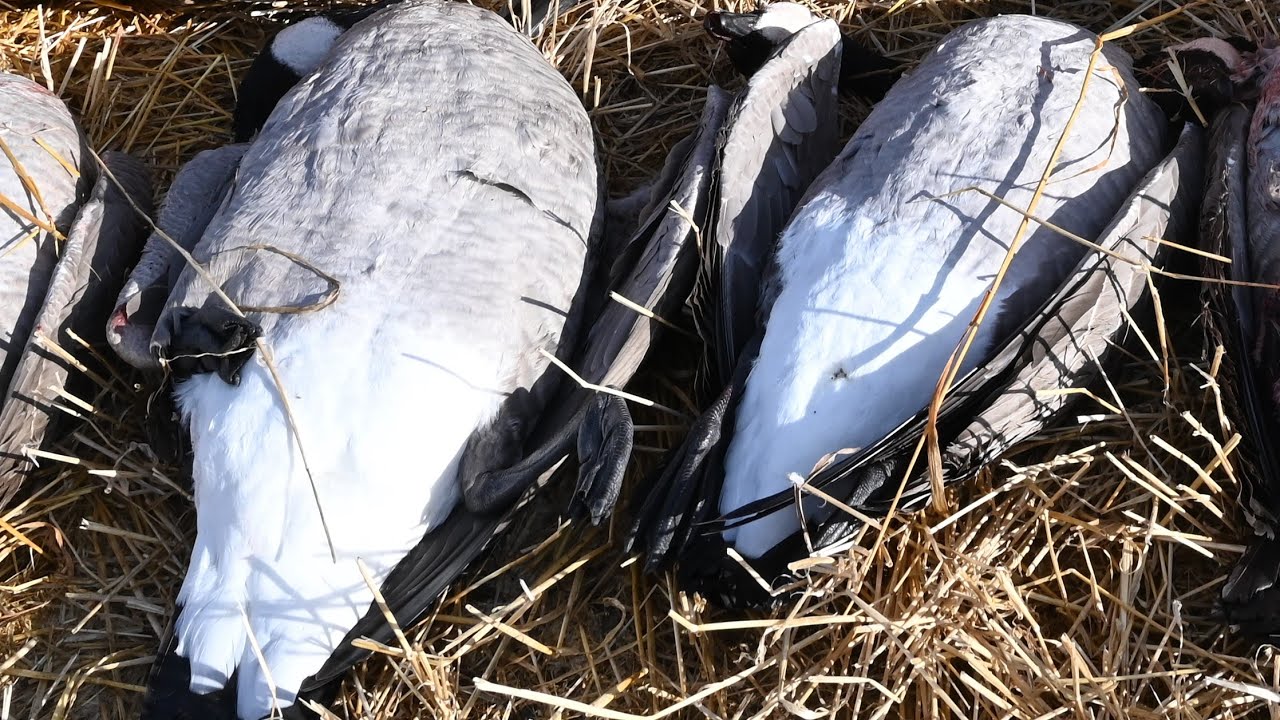 Honker hunt, late season Goose hunting