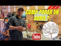 Como podar un arbol