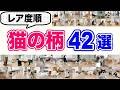 【あなたの猫は何位?】猫の柄42選を獣医師が解説します