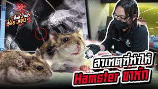 สาเหตุที่ทำให้ Hamster ขาหักบ่อย ๆ - เพื่อนรักสัตว์โอ๊ย..เจ็บ EP.52