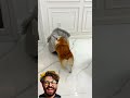   النظافه الكلب لا يستطيع دخول منزله