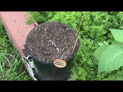 Santa’s Garden @ 1 month 6/2024