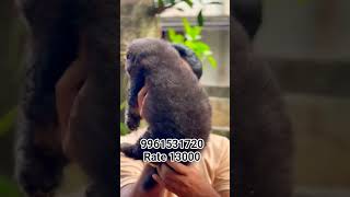Top quality German shepherd male puppy available in kerala @ vichu poochakkal