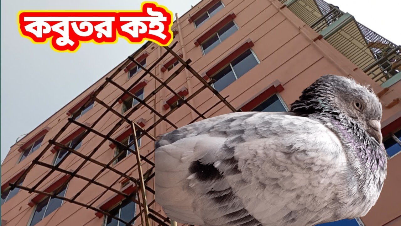 ২০২৫ ২০৬ শেষ রেস আর পাল্লা দিবো না।