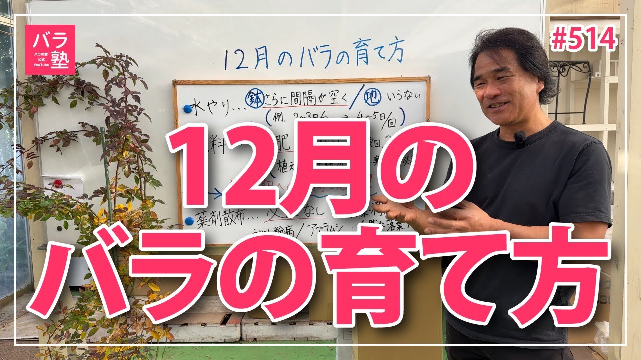 514 Rose Care in December [How to Grow Roses: December] - YouTube
