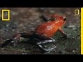 Strawberry Poison Dart Frog Behavior