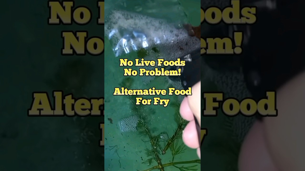 No Live Foods No Problem! Alternative food for fry fish