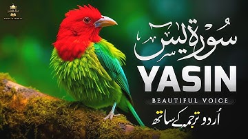 Surah Yaseen (Yasin) سورة يس | Ultimate Majestic Quran for Deep Sleep & Tranquil Heart #surahyaseen