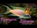 КОРОЛЕВСКАЯ РЫБКА - Принцесса Бурунди (Neolamprologus brichardi) | Эндемики озера Танганьика