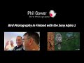 Bird Photography in Finland using the Sony A1